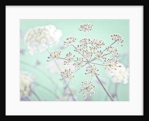 Cow parsley flower by Assaf Frank